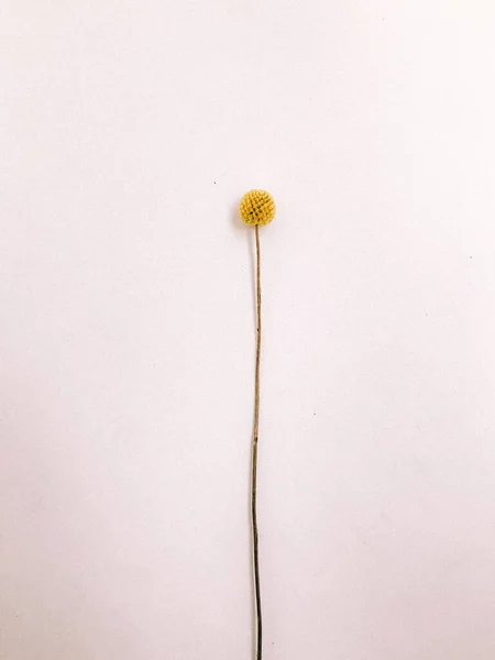 Suché Květinové Větve Bílém Pozadí Ploché Ležel Horní Pohled Minimální — Stock fotografie