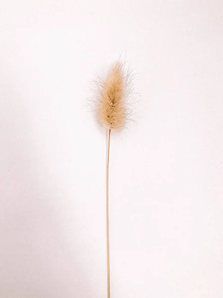 白い背景にドライフラワーの枝 フラットレイ トップビュー最小限の中性の花の背景 ニュートラルカラーで美しいパターン ミニマルでスタイリッシュなトレンドコンセプト 閉鎖写真 — ストック写真