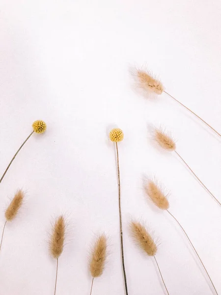 Droge Bloemtak Witte Achtergrond Vlakke Lay Bovenaanzicht Minimaal Neutrale Bloemenachtergrond — Stockfoto