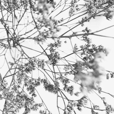 Beyaz arka planda tüylü bronz ponpon çiçekleri. Minimum çiçekli tatil kompozisyonu. Beyaz arka planda kurumuş çiçek dalı. Düz konum, üst görünüm en az nötr arkaplan.