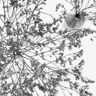 Beyaz arka planda tüylü bronz ponpon çiçekleri. Minimum çiçekli tatil kompozisyonu. Beyaz arka planda kurumuş çiçek dalı. Düz konum, üst görünüm en az nötr arkaplan.