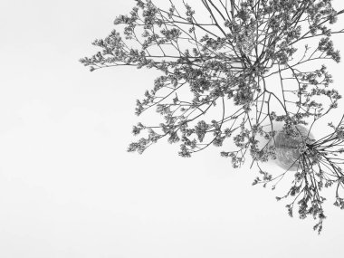 Beyaz arka planda tüylü bronz ponpon çiçekleri. Minimum çiçekli tatil kompozisyonu. Beyaz arka planda kurumuş çiçek dalı. Düz konum, üst görünüm en az nötr arkaplan.