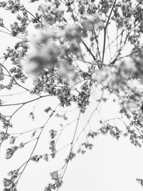 Beyaz arka planda tüylü bronz ponpon çiçekleri. Minimum çiçekli tatil kompozisyonu. Beyaz arka planda kurumuş çiçek dalı. Düz konum, üst görünüm en az nötr arkaplan.