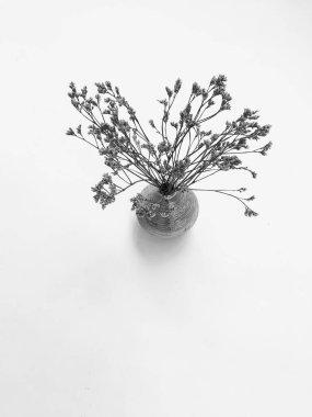Beyaz arka planda tüylü bronz ponpon çiçekleri. Minimum çiçekli tatil kompozisyonu. Beyaz arka planda kurumuş çiçek dalı. Düz konum, üst görünüm en az nötr arkaplan.