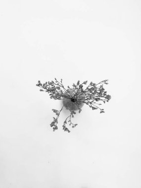 Beyaz arka planda tüylü bronz ponpon çiçekleri. Minimum çiçekli tatil kompozisyonu. Beyaz arka planda kurumuş çiçek dalı. Düz konum, üst görünüm en az nötr arkaplan.