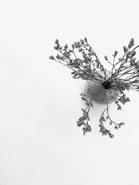 Beyaz arka planda tüylü bronz ponpon çiçekleri. Minimum çiçekli tatil kompozisyonu. Beyaz arka planda kurumuş çiçek dalı. Düz konum, üst görünüm en az nötr arkaplan.
