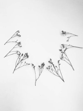 Beyaz arka planda tüylü bronz ponpon çiçekleri. Minimum çiçekli tatil kompozisyonu. Beyaz arka planda kurumuş çiçek dalı. Düz konum, üst görünüm en az nötr arkaplan.