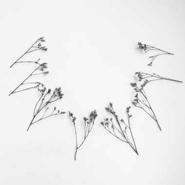 Beyaz arka planda tüylü bronz ponpon çiçekleri. Minimum çiçekli tatil kompozisyonu. Beyaz arka planda kurumuş çiçek dalı. Düz konum, üst görünüm en az nötr arkaplan.