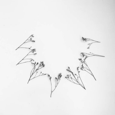 Beyaz arka planda tüylü bronz ponpon çiçekleri. Minimum çiçekli tatil kompozisyonu. Beyaz arka planda kurumuş çiçek dalı. Düz konum, üst görünüm en az nötr arkaplan.