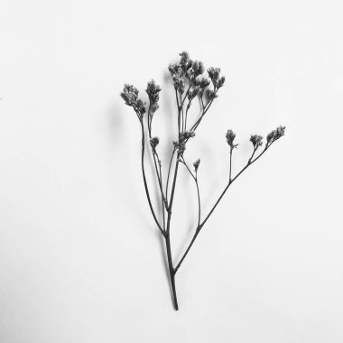 Beyaz arka planda tüylü bronz ponpon çiçekleri. Minimum çiçekli tatil kompozisyonu. Beyaz arka planda kurumuş çiçek dalı. Düz konum, üst görünüm en az nötr arkaplan.