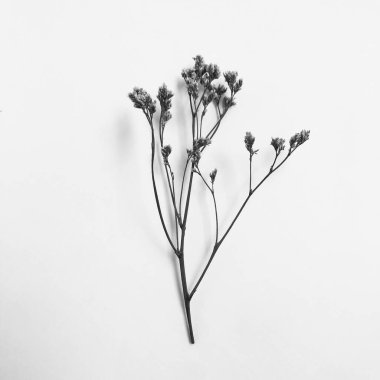 Beyaz arka planda tüylü bronz ponpon çiçekleri. Minimum çiçekli tatil kompozisyonu. Beyaz arka planda kurumuş çiçek dalı. Düz konum, üst görünüm en az nötr arkaplan.