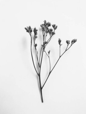 Beyaz arka planda tüylü bronz ponpon çiçekleri. Minimum çiçekli tatil kompozisyonu. Beyaz arka planda kurumuş çiçek dalı. Düz konum, üst görünüm en az nötr arkaplan.