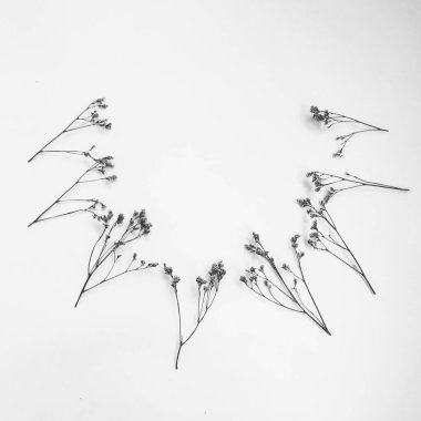 Beyaz arka planda tüylü bronz ponpon çiçekleri. Minimum çiçekli tatil kompozisyonu. Beyaz arka planda kurumuş çiçek dalı. Düz konum, üst görünüm en az nötr arkaplan.