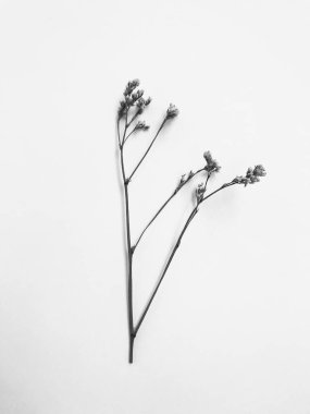 Beyaz arka planda tüylü bronz ponpon çiçekleri. Minimum çiçekli tatil kompozisyonu. Beyaz arka planda kurumuş çiçek dalı. Düz konum, üst görünüm en az nötr arkaplan.