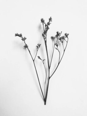 Beyaz arka planda tüylü bronz ponpon çiçekleri. Minimum çiçekli tatil kompozisyonu. Beyaz arka planda kurumuş çiçek dalı. Düz konum, üst görünüm en az nötr arkaplan.