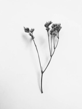 Beyaz arka planda tüylü bronz ponpon çiçekleri. Minimum çiçekli tatil kompozisyonu. Beyaz arka planda kurumuş çiçek dalı. Düz konum, üst görünüm en az nötr arkaplan.