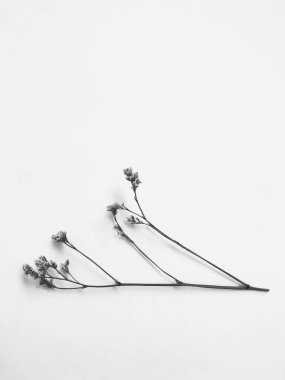 Beyaz arka planda tüylü bronz ponpon çiçekleri. Minimum çiçekli tatil kompozisyonu. Beyaz arka planda kurumuş çiçek dalı. Düz konum, üst görünüm en az nötr arkaplan.