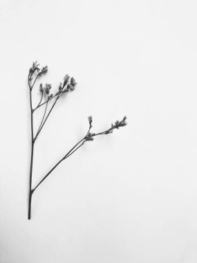 Beyaz arka planda tüylü bronz ponpon çiçekleri. Minimum çiçekli tatil kompozisyonu. Beyaz arka planda kurumuş çiçek dalı. Düz konum, üst görünüm en az nötr arkaplan.