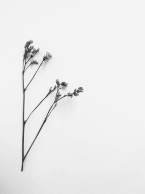 Beyaz arka planda tüylü bronz ponpon çiçekleri. Minimum çiçekli tatil kompozisyonu. Beyaz arka planda kurumuş çiçek dalı. Düz konum, üst görünüm en az nötr arkaplan.