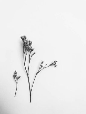 Beyaz arka planda tüylü bronz ponpon çiçekleri. Minimum çiçekli tatil kompozisyonu. Beyaz arka planda kurumuş çiçek dalı. Düz konum, üst görünüm en az nötr arkaplan.