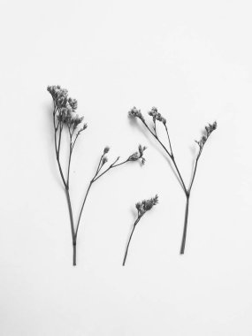 Beyaz arka planda tüylü bronz ponpon çiçekleri. Minimum çiçekli tatil kompozisyonu. Beyaz arka planda kurumuş çiçek dalı. Düz konum, üst görünüm en az nötr arkaplan.