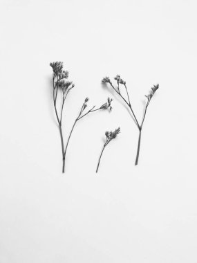 Beyaz arka planda tüylü bronz ponpon çiçekleri. Minimum çiçekli tatil kompozisyonu. Beyaz arka planda kurumuş çiçek dalı. Düz konum, üst görünüm en az nötr arkaplan.