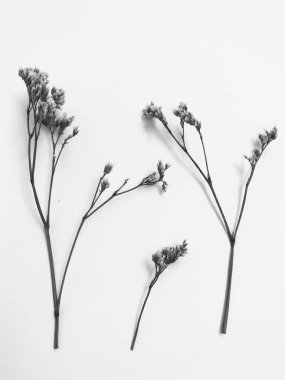 Beyaz arka planda tüylü bronz ponpon çiçekleri. Minimum çiçekli tatil kompozisyonu. Beyaz arka planda kurumuş çiçek dalı. Düz konum, üst görünüm en az nötr arkaplan.