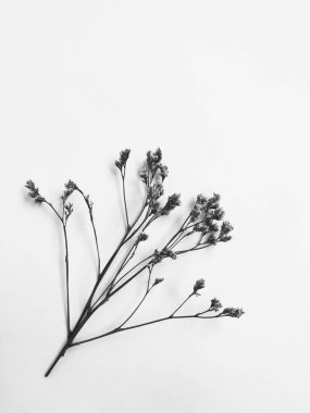 Beyaz arka planda tüylü bronz ponpon çiçekleri. Minimum çiçekli tatil kompozisyonu. Beyaz arka planda kurumuş çiçek dalı. Düz konum, üst görünüm en az nötr arkaplan.