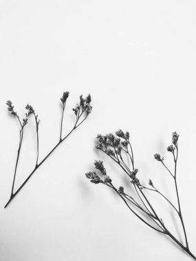 Beyaz arka planda tüylü bronz ponpon çiçekleri. Minimum çiçekli tatil kompozisyonu. Beyaz arka planda kurumuş çiçek dalı. Düz konum, üst görünüm en az nötr arkaplan.