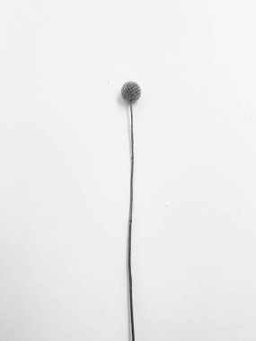 Beyaz arka planda tüylü bronz ponpon çiçekleri. Minimum çiçekli tatil kompozisyonu. Beyaz arka planda kurumuş çiçek dalı. Düz konum, üst görünüm en az nötr arkaplan.