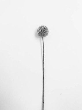 Beyaz arka planda tüylü bronz ponpon çiçekleri. Minimum çiçekli tatil kompozisyonu. Beyaz arka planda kurumuş çiçek dalı. Düz konum, üst görünüm en az nötr arkaplan.