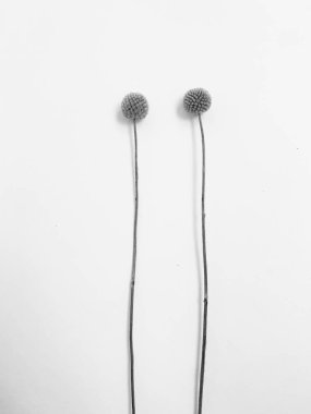 Beyaz arka planda tüylü bronz ponpon çiçekleri. Minimum çiçekli tatil kompozisyonu. Beyaz arka planda kurumuş çiçek dalı. Düz konum, üst görünüm en az nötr arkaplan.