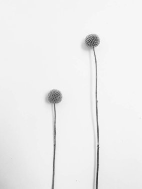 Beyaz arka planda tüylü bronz ponpon çiçekleri. Minimum çiçekli tatil kompozisyonu. Beyaz arka planda kurumuş çiçek dalı. Düz konum, üst görünüm en az nötr arkaplan.