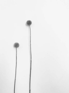 Beyaz arka planda tüylü bronz ponpon çiçekleri. Minimum çiçekli tatil kompozisyonu. Beyaz arka planda kurumuş çiçek dalı. Düz konum, üst görünüm en az nötr arkaplan.