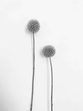 Beyaz arka planda tüylü bronz ponpon çiçekleri. Minimum çiçekli tatil kompozisyonu. Beyaz arka planda kurumuş çiçek dalı. Düz konum, üst görünüm en az nötr arkaplan.