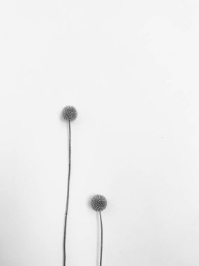 Beyaz arka planda tüylü bronz ponpon çiçekleri. Minimum çiçekli tatil kompozisyonu. Beyaz arka planda kurumuş çiçek dalı. Düz konum, üst görünüm en az nötr arkaplan.