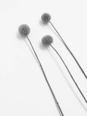 Beyaz arka planda tüylü bronz ponpon çiçekleri. Minimum çiçekli tatil kompozisyonu. Beyaz arka planda kurumuş çiçek dalı. Düz konum, üst görünüm en az nötr arkaplan.