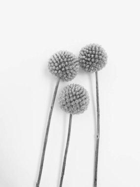 Beyaz arka planda tüylü bronz ponpon çiçekleri. Minimum çiçekli tatil kompozisyonu. Beyaz arka planda kurumuş çiçek dalı. Düz konum, üst görünüm en az nötr arkaplan.