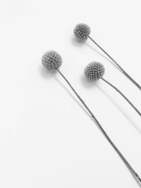 Beyaz arka planda tüylü bronz ponpon çiçekleri. Minimum çiçekli tatil kompozisyonu. Beyaz arka planda kurumuş çiçek dalı. Düz konum, üst görünüm en az nötr arkaplan.