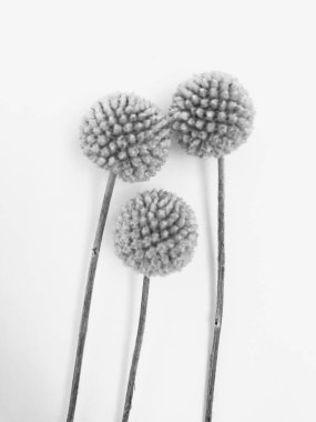 Beyaz arka planda tüylü bronz ponpon çiçekleri. Minimum çiçekli tatil kompozisyonu. Beyaz arka planda kurumuş çiçek dalı. Düz konum, üst görünüm en az nötr arkaplan.