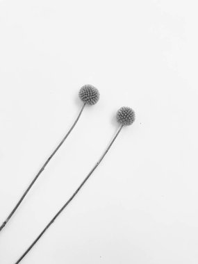 Beyaz arka planda tüylü bronz ponpon çiçekleri. Minimum çiçekli tatil kompozisyonu. Beyaz arka planda kurumuş çiçek dalı. Düz konum, üst görünüm en az nötr arkaplan.