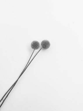 Beyaz arka planda tüylü bronz ponpon çiçekleri. Minimum çiçekli tatil kompozisyonu. Beyaz arka planda kurumuş çiçek dalı. Düz konum, üst görünüm en az nötr arkaplan.