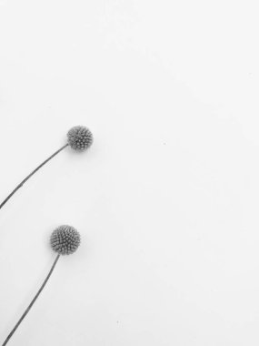 Beyaz arka planda tüylü bronz ponpon çiçekleri. Minimum çiçekli tatil kompozisyonu. Beyaz arka planda kurumuş çiçek dalı. Düz konum, üst görünüm en az nötr arkaplan.