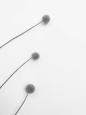 Beyaz arka planda tüylü bronz ponpon çiçekleri. Minimum çiçekli tatil kompozisyonu. Beyaz arka planda kurumuş çiçek dalı. Düz konum, üst görünüm en az nötr arkaplan.