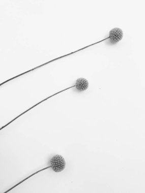 Beyaz arka planda tüylü bronz ponpon çiçekleri. Minimum çiçekli tatil kompozisyonu. Beyaz arka planda kurumuş çiçek dalı. Düz konum, üst görünüm en az nötr arkaplan.