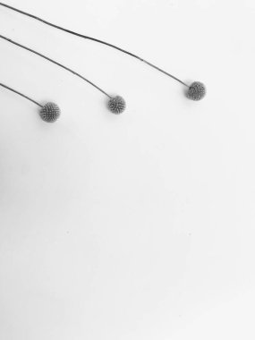 Beyaz arka planda tüylü bronz ponpon çiçekleri. Minimum çiçekli tatil kompozisyonu. Beyaz arka planda kurumuş çiçek dalı. Düz konum, üst görünüm en az nötr arkaplan.