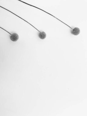 Beyaz arka planda tüylü bronz ponpon çiçekleri. Minimum çiçekli tatil kompozisyonu. Beyaz arka planda kurumuş çiçek dalı. Düz konum, üst görünüm en az nötr arkaplan.