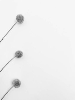 Beyaz arka planda tüylü bronz ponpon çiçekleri. Minimum çiçekli tatil kompozisyonu. Beyaz arka planda kurumuş çiçek dalı. Düz konum, üst görünüm en az nötr arkaplan.