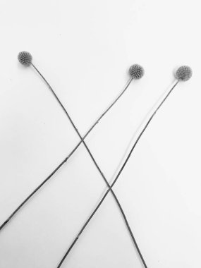 Beyaz arka planda tüylü bronz ponpon çiçekleri. Minimum çiçekli tatil kompozisyonu. Beyaz arka planda kurumuş çiçek dalı. Düz konum, üst görünüm en az nötr arkaplan.