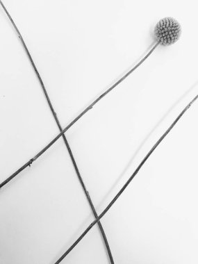 Beyaz arka planda tüylü bronz ponpon çiçekleri. Minimum çiçekli tatil kompozisyonu. Beyaz arka planda kurumuş çiçek dalı. Düz konum, üst görünüm en az nötr arkaplan.